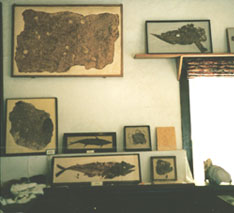 Early fossil display