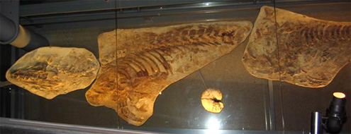 Platecarpus on display