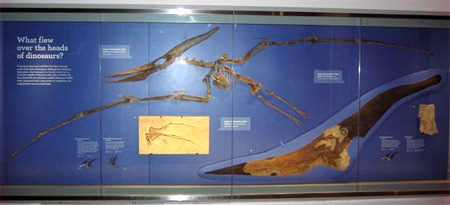 Pteranodon on display
