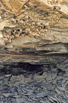 Swallow's nest in a canyon