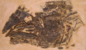 Bananogmius skull