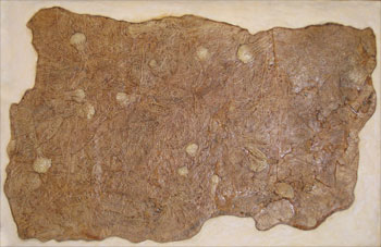 Crinoid slab