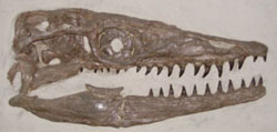 Mosasaur skull
