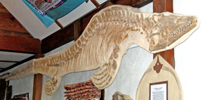 Platecarpus-Gallery