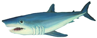 Cretoxyrhina