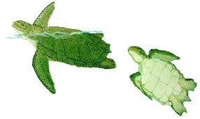 Toxochelys-Mural