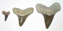 Cretoxyrhina teeth