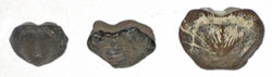 Ptychodus teeth