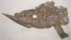 Saurodon skull