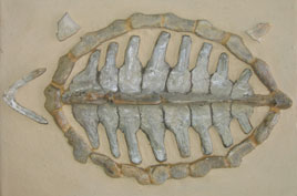 Turtle-Gallery